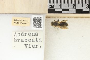 Media type: image;   Entomology 768683 Aspect: Labels
